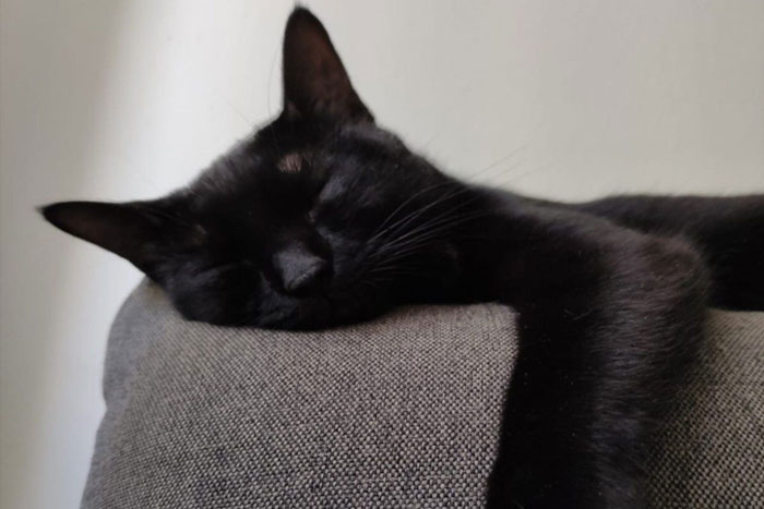 La pandemia está generando un estrés potencialmente mortal a los gatos La pandemia está generando un estrés potencialmente mortal a los gatos