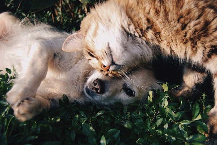Golpe de calor en perros y gatos: síntomas y qué hay que hacer