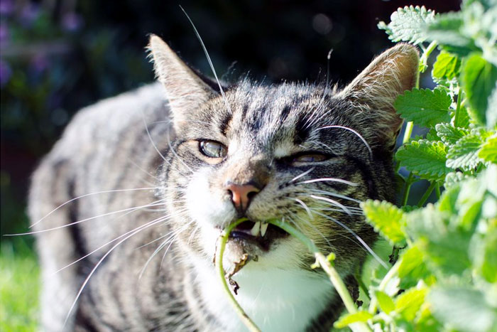 ¿Por qué los gatos adoran la hierba gatera?
