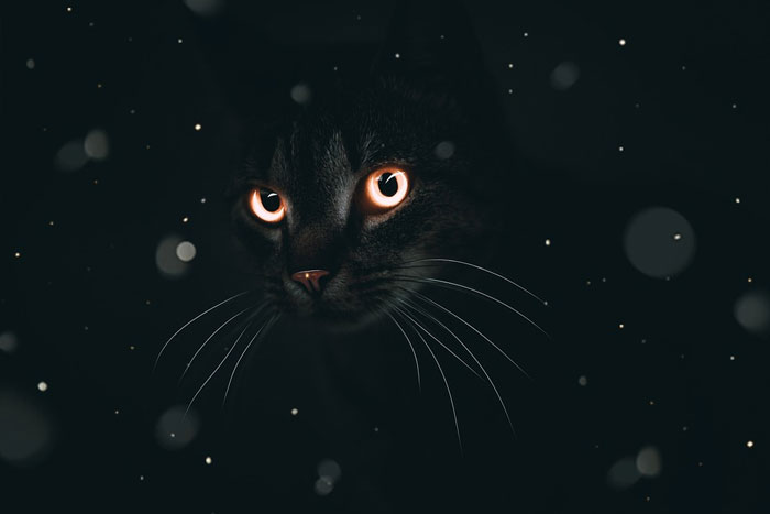 ¿De dónde vienen las supersticiones relacionadas con los gatos negros? ¿De dónde vienen las supersticiones relacionadas con los gatos negros?