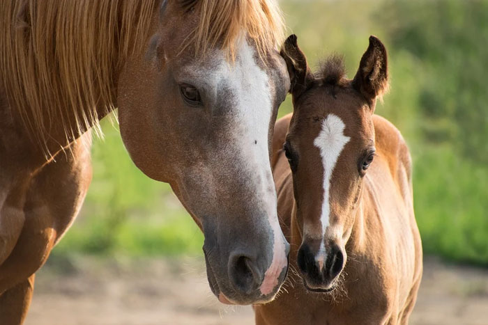 Piroplasmosis equina