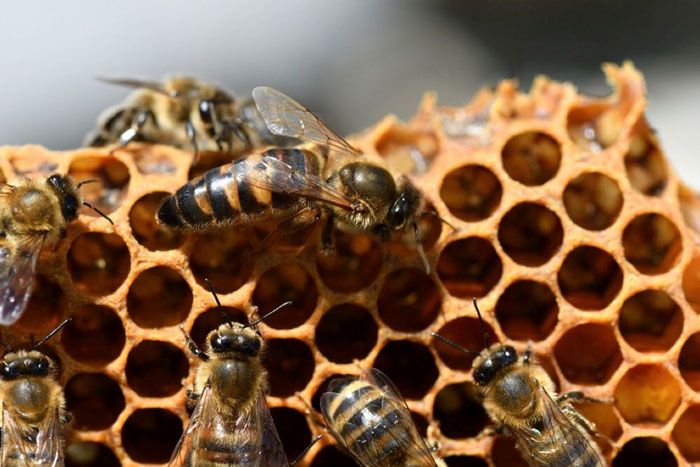 ¿Qué es la partenogénesis?