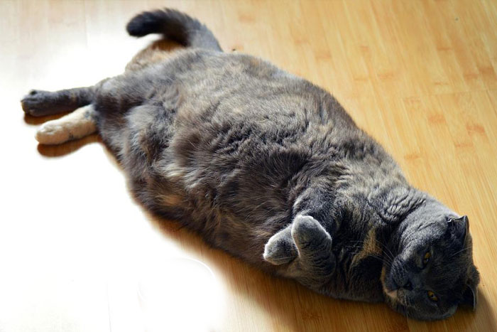 Así son los gatos obesos, ¿Cómo puedo evitarlo?