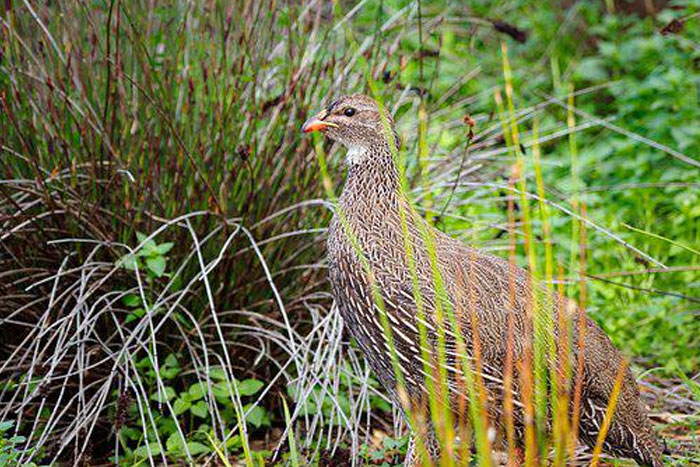 No levantes la perdiz
