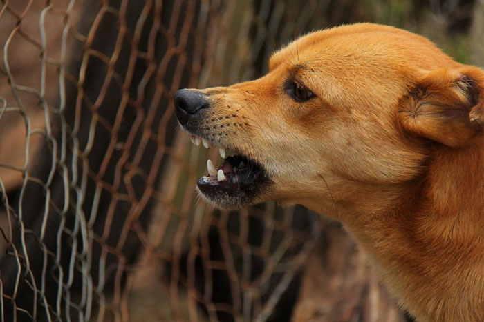 Rabia: ¿Cómo actuar frente a la mordedura de un perro?