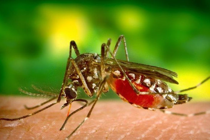 Novedoso estudio para combatir el dengue: usan peces autóctonos