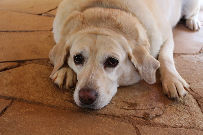 3 motivos de mal comportamiento en perros gordos