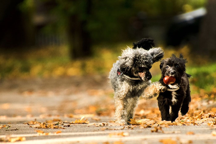 ¿Puede mi perro comer castañas?