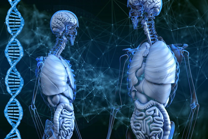 Curiosidades sobre el cuerpo humano Curiosidades sobre el cuerpo humano