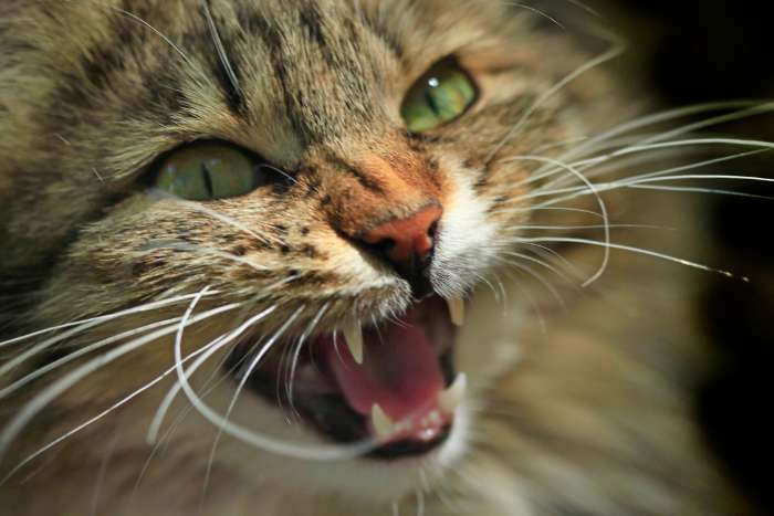 Estas son las razones que explican por qué los gatos maúllan