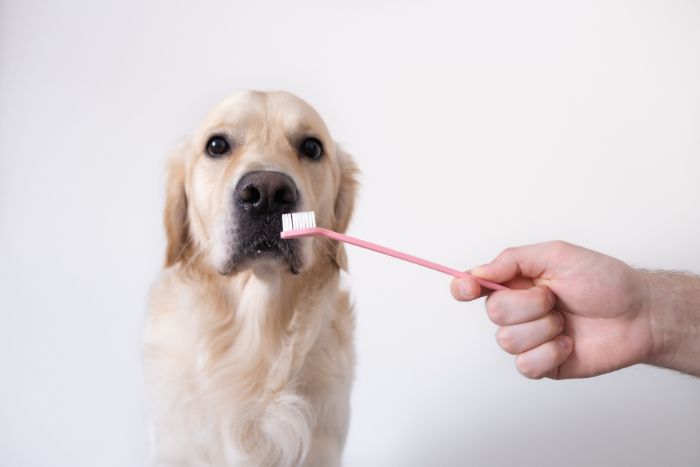 4 consejos de experto para el cuidado de la salud bucodental de nuestras mascotas