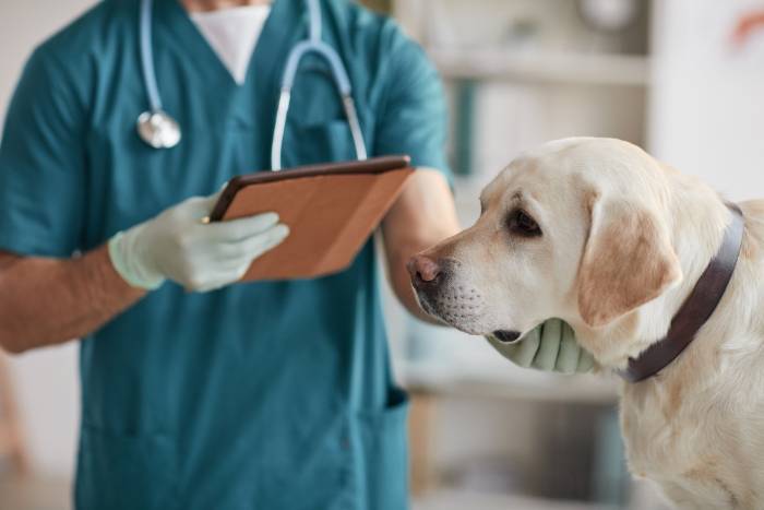Avances tecnológicos en el cuidado animal: PCR y test de ADN para la salud de tu perro