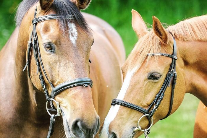 Parásitos intestinales en los caballos