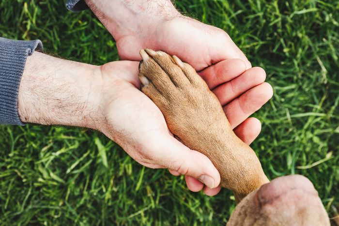 La sorprendente conexión entre la microbiota intestinal, el cerebro y la memoria en perros y humanos