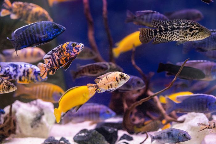 Cuidado de los peces Cuidado de los peces