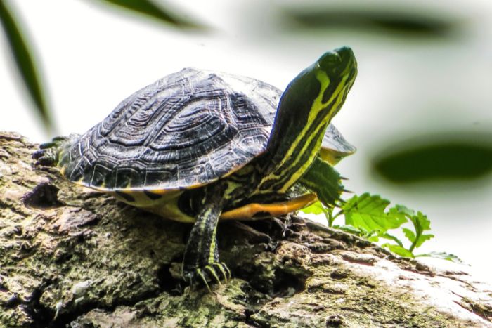 Cómo cuidar una tortuga de agua