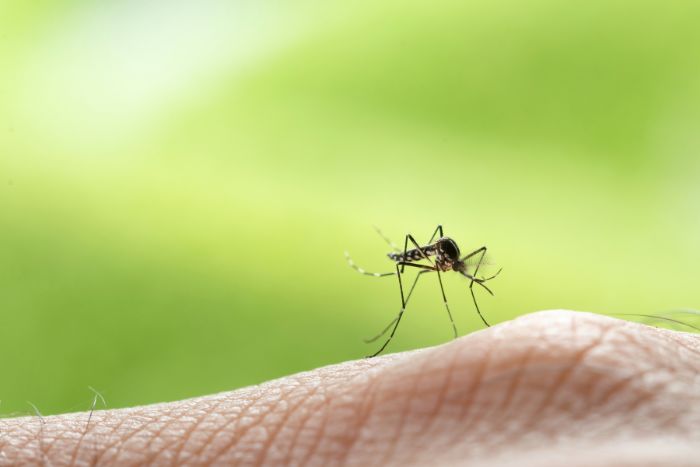 Adiós a los mosquitos: la ingeniería del microbioma podría alejarnos de ellos para siempre