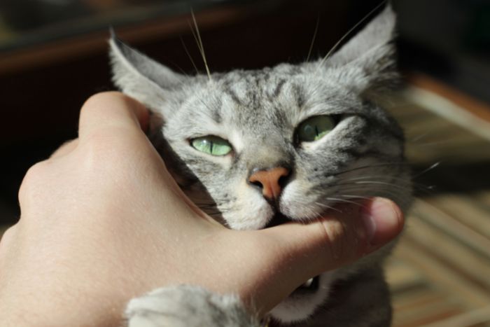 Cómo tratar las mordeduras de gato en los niños para prevenir infecciones