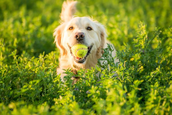 Curiosidades científicas sobre los perros