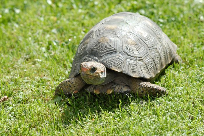 Conoce algunas acciones para proteger y cuidar a las tortugas