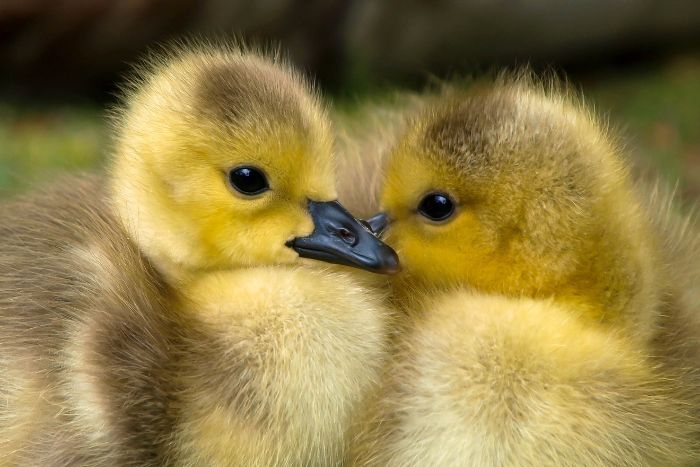 Cuidados que necesitan tus patos pequeños