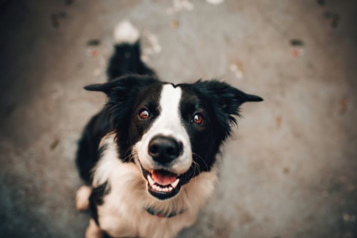 Descubren cómo alargar la vida de perros con cáncer