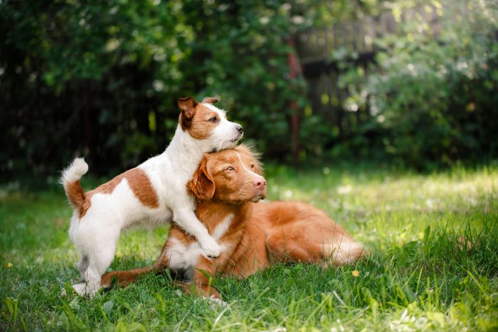 ¿Cómo hablan los perros? Así se comunican nuestros amigos peludos