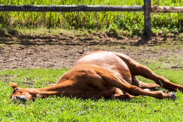 El motivo por el que los caballos suelen dormir de pie