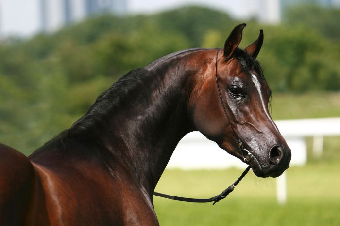 Cuidado del Caballo árabe, una raza versátil y elegante