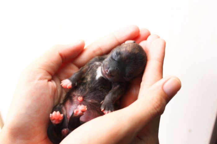 Primeros cuidados de los cachorros recién nacidos