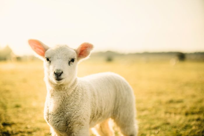 Reproducción, parto y enfermedades comunes del cordero en ovejas Reproducción, parto y enfermedades comunes del cordero en ovejas