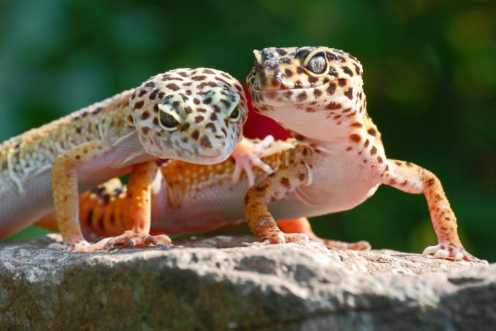 Cuidados y mantenimiento del Gecko Leopardo