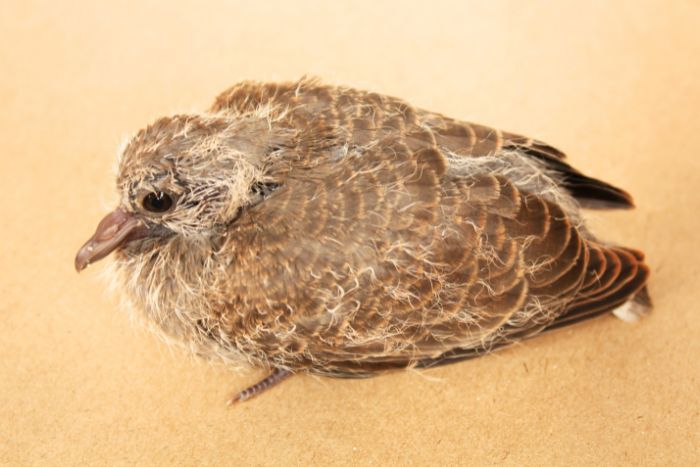 Cómo cuidar a un pichón de paloma