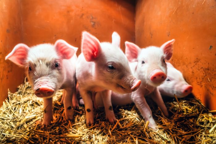 Manejo del lechón recién nacido