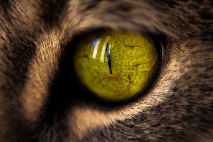Ojos de animales: adaptaciones asombrosas en el mundo natural