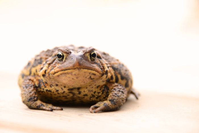 Como sapo de otro pozo