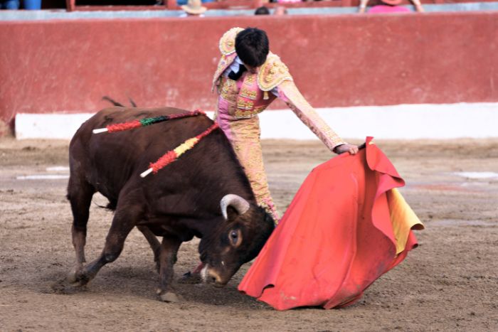 Tiene más cicatrices que Torero