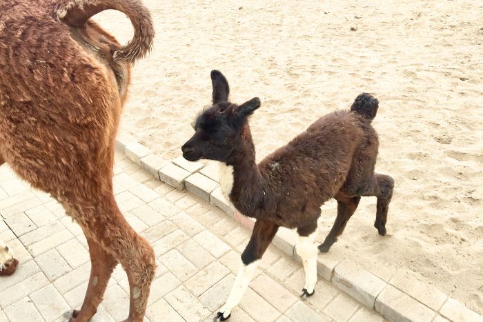 El cuidado de las llamas bebés