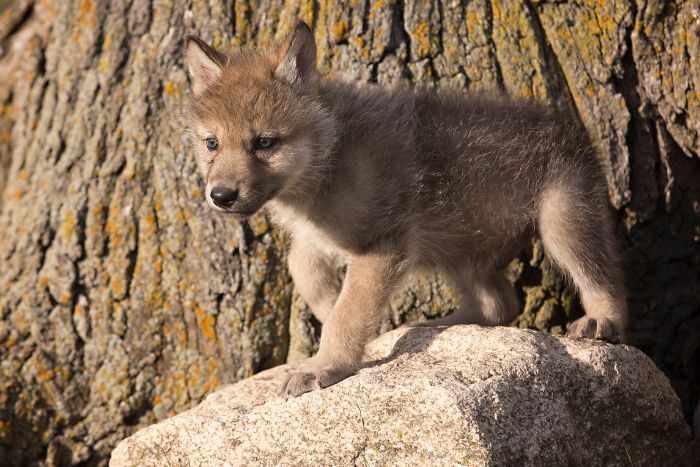 Cuidado de los cachorros de lobos Cuidado de los cachorros de lobos
