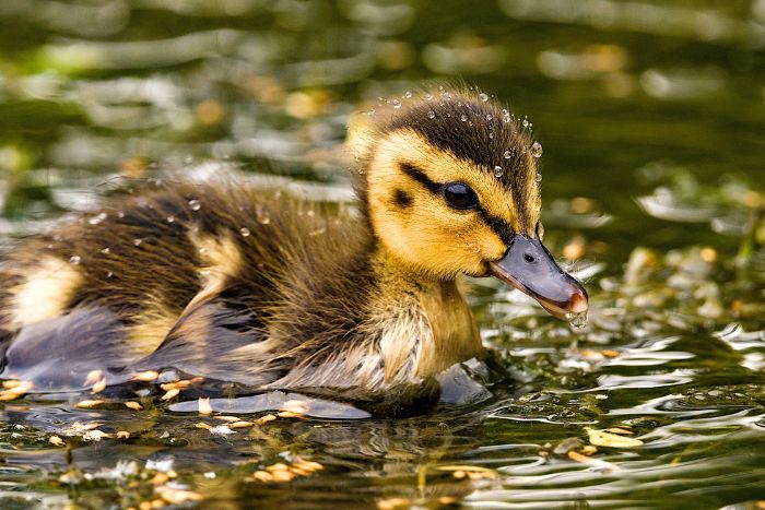 Conoce los cuidados que necesitan tus patos pequeños Conoce los cuidados que necesitan tus patos pequeños