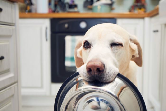 Un experimento muestra un hallazgo en la mirada de tu perro: parecen parpadear más cuando ven a otros que también lo hacen
