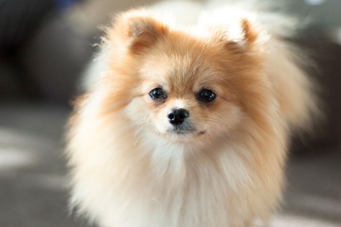 Colapso traqueal en perros. Qué es y cómo tratarlo