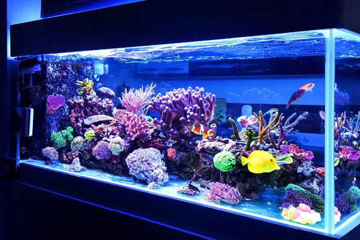 Acuarios: Consejos para principiantes