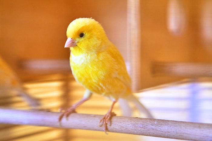 Cuidado de los pichones de canarios