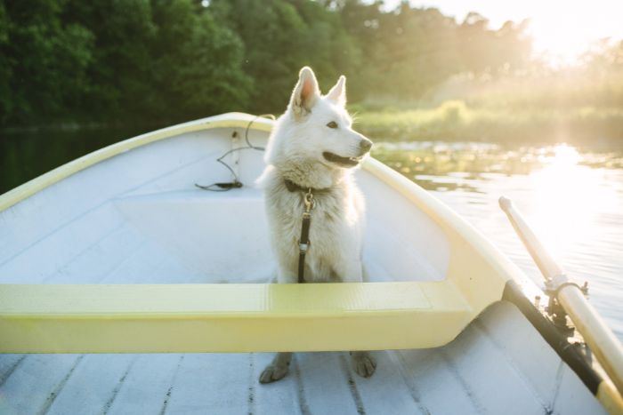 Duro como perro en bote