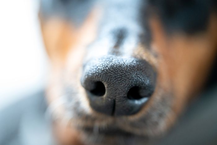 Muerto el perro, se acabó la rabia