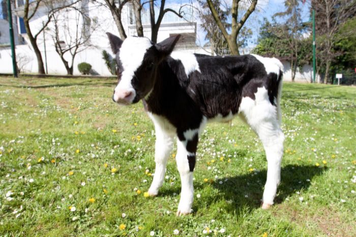 Cómo criar a los terneros guachos
