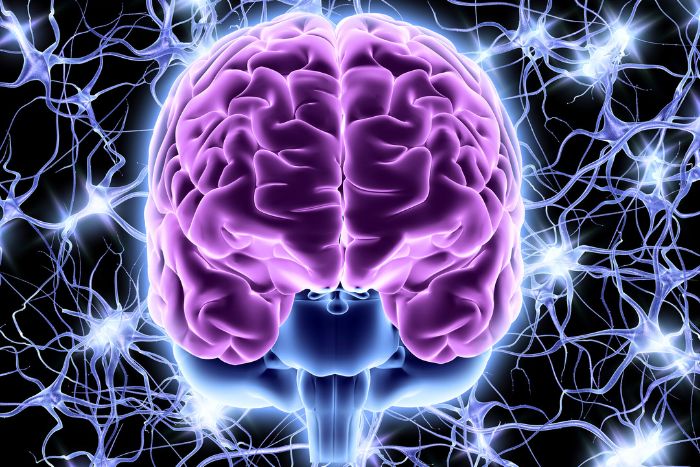 Descubren una proteína que permite rejuvenecer el Cerebro