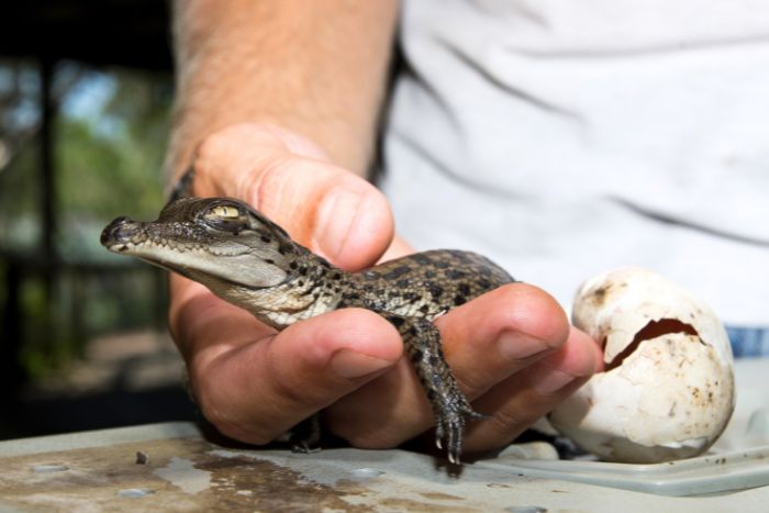Cocodrilos bebés: La guía definitiva sobre crías, crecimiento, comportamiento y supervivencia
