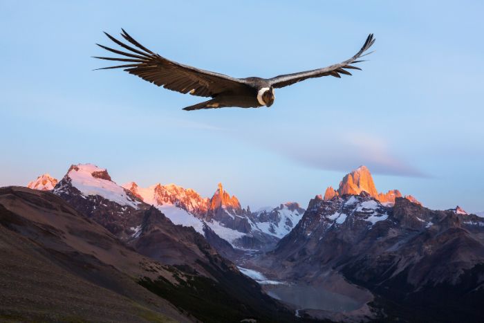 Cuidado de los pichones de cóndores